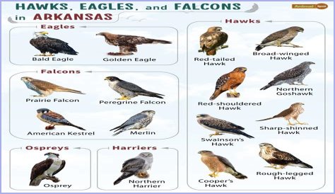 Falcons Of Ocala - Lighting Fast Flyers